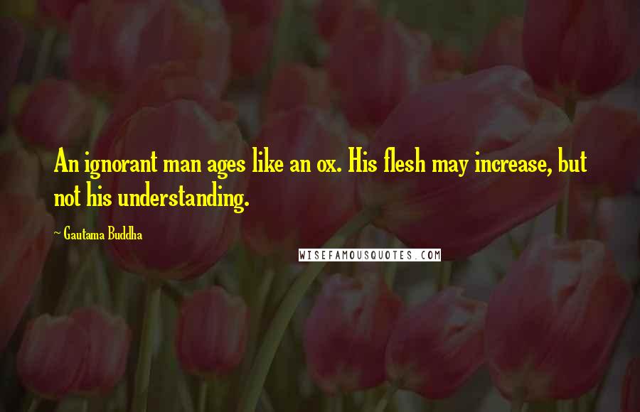 Gautama Buddha Quotes: An ignorant man ages like an ox. His flesh may increase, but not his understanding.