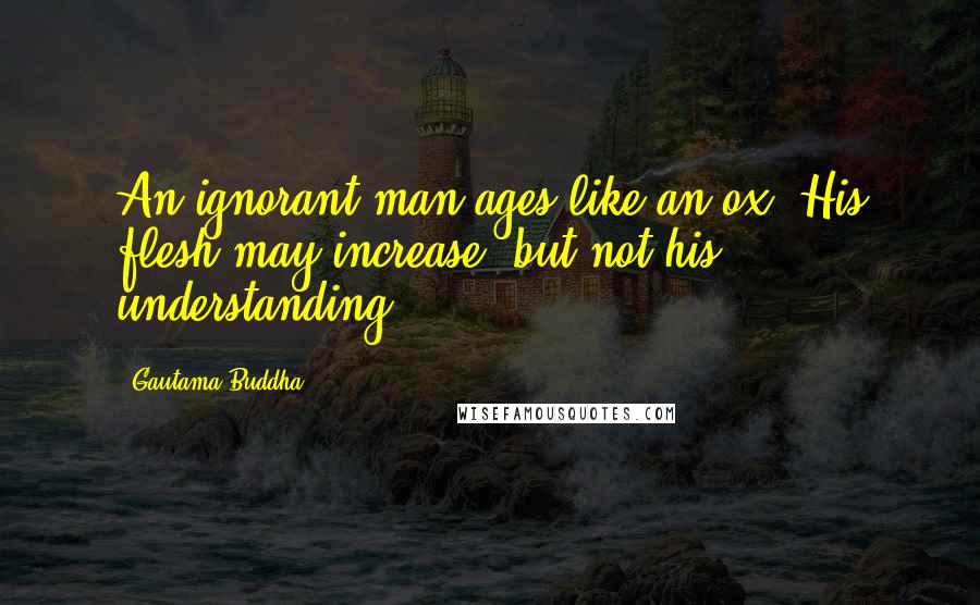 Gautama Buddha Quotes: An ignorant man ages like an ox. His flesh may increase, but not his understanding.