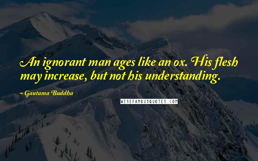 Gautama Buddha Quotes: An ignorant man ages like an ox. His flesh may increase, but not his understanding.
