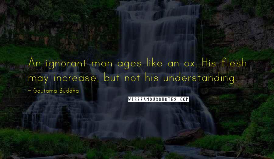 Gautama Buddha Quotes: An ignorant man ages like an ox. His flesh may increase, but not his understanding.