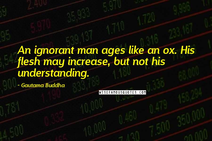 Gautama Buddha Quotes: An ignorant man ages like an ox. His flesh may increase, but not his understanding.