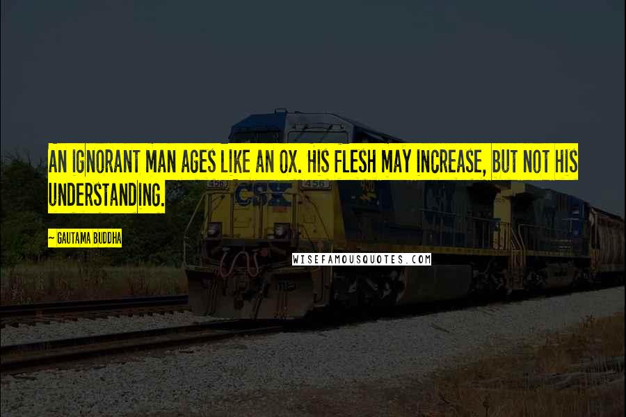Gautama Buddha Quotes: An ignorant man ages like an ox. His flesh may increase, but not his understanding.