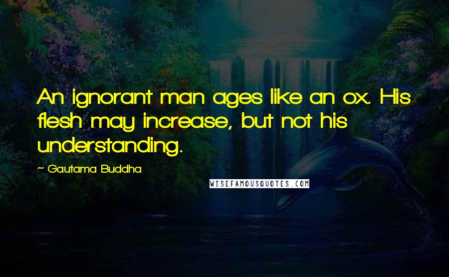 Gautama Buddha Quotes: An ignorant man ages like an ox. His flesh may increase, but not his understanding.
