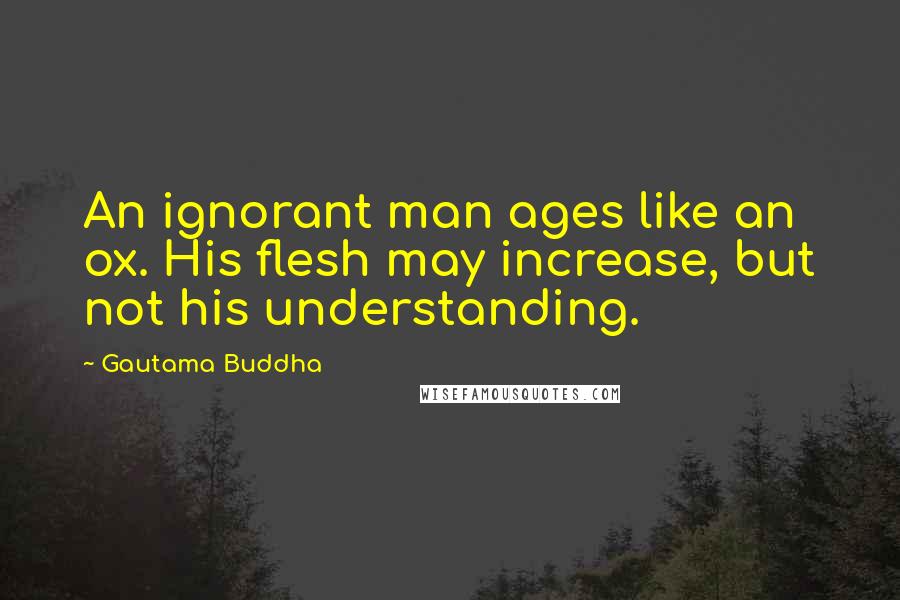 Gautama Buddha Quotes: An ignorant man ages like an ox. His flesh may increase, but not his understanding.