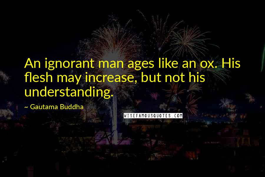 Gautama Buddha Quotes: An ignorant man ages like an ox. His flesh may increase, but not his understanding.
