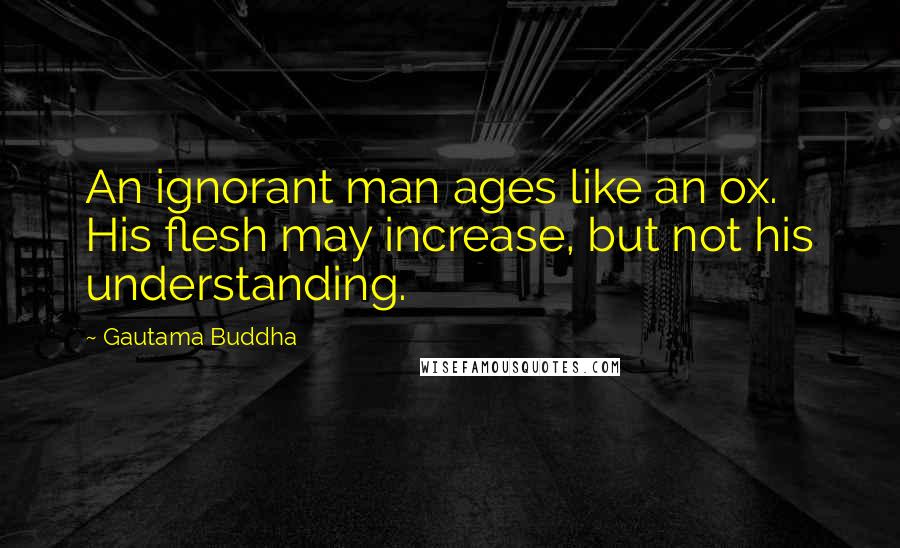 Gautama Buddha Quotes: An ignorant man ages like an ox. His flesh may increase, but not his understanding.