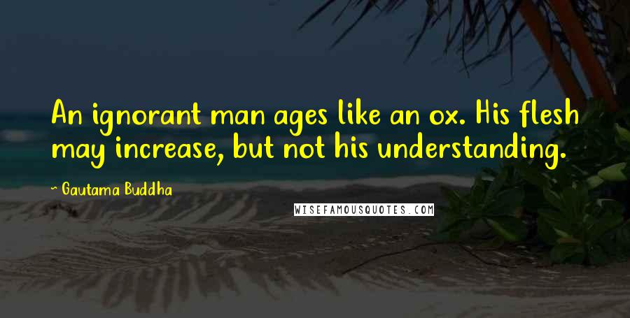Gautama Buddha Quotes: An ignorant man ages like an ox. His flesh may increase, but not his understanding.