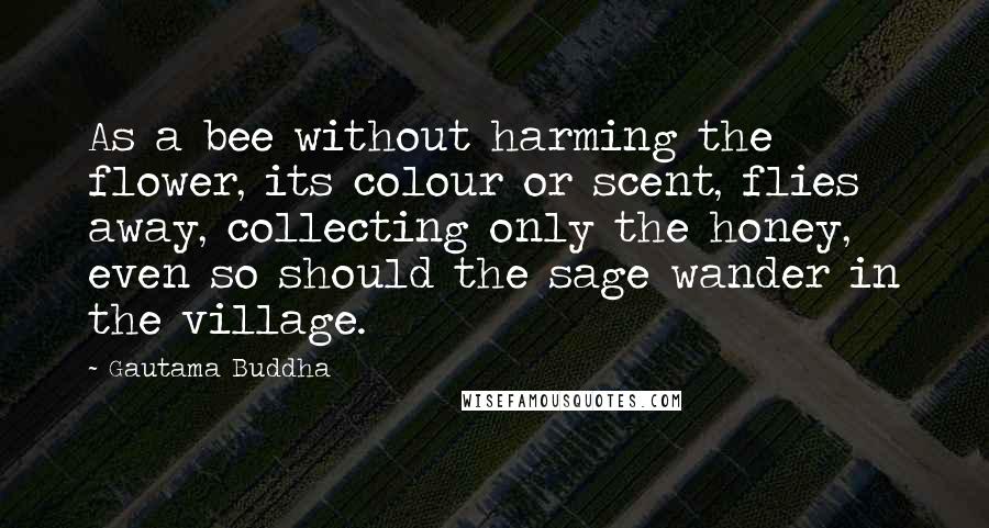 Gautama Buddha Quotes: As a bee without harming the flower, its colour or scent, flies away, collecting only the honey, even so should the sage wander in the village.