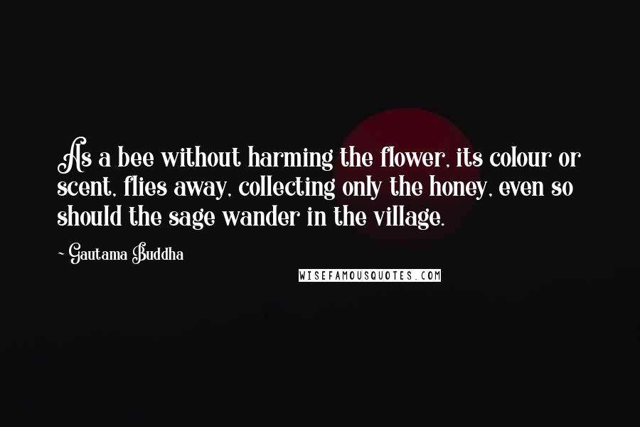 Gautama Buddha Quotes: As a bee without harming the flower, its colour or scent, flies away, collecting only the honey, even so should the sage wander in the village.