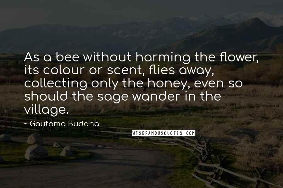 Gautama Buddha Quotes: As a bee without harming the flower, its colour or scent, flies away, collecting only the honey, even so should the sage wander in the village.