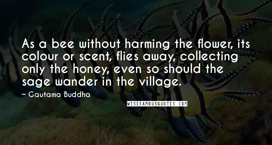 Gautama Buddha Quotes: As a bee without harming the flower, its colour or scent, flies away, collecting only the honey, even so should the sage wander in the village.