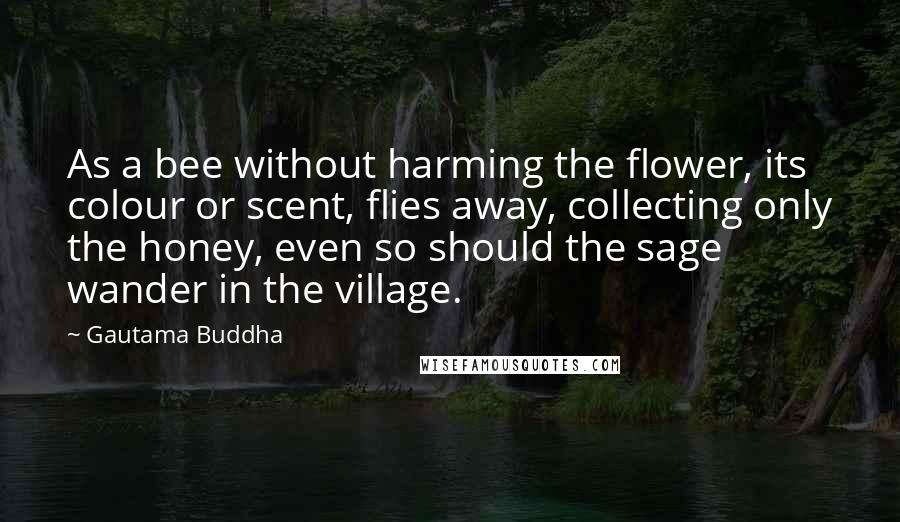 Gautama Buddha Quotes: As a bee without harming the flower, its colour or scent, flies away, collecting only the honey, even so should the sage wander in the village.