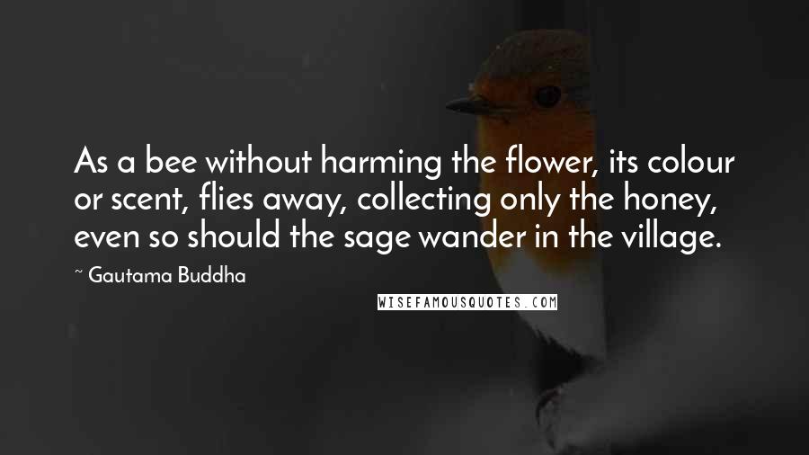 Gautama Buddha Quotes: As a bee without harming the flower, its colour or scent, flies away, collecting only the honey, even so should the sage wander in the village.