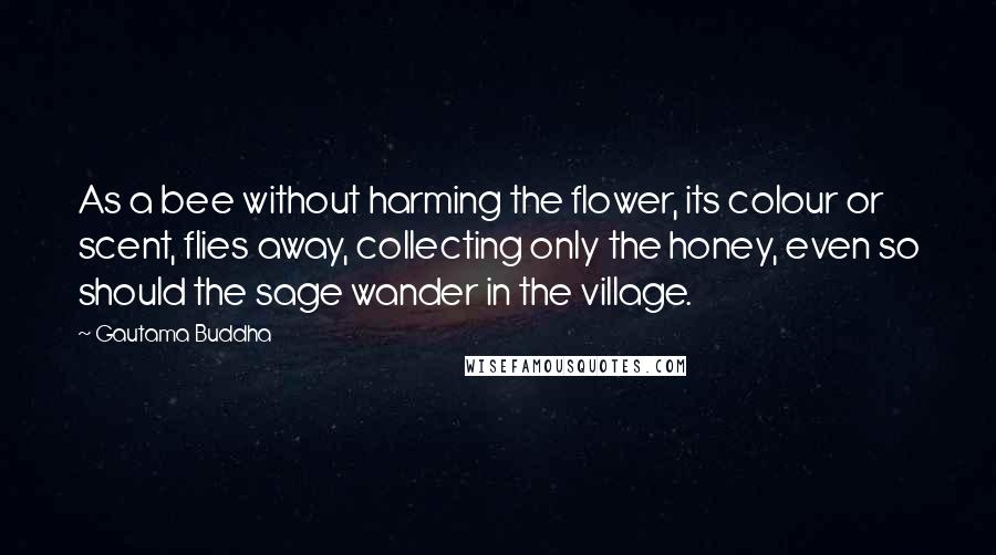 Gautama Buddha Quotes: As a bee without harming the flower, its colour or scent, flies away, collecting only the honey, even so should the sage wander in the village.