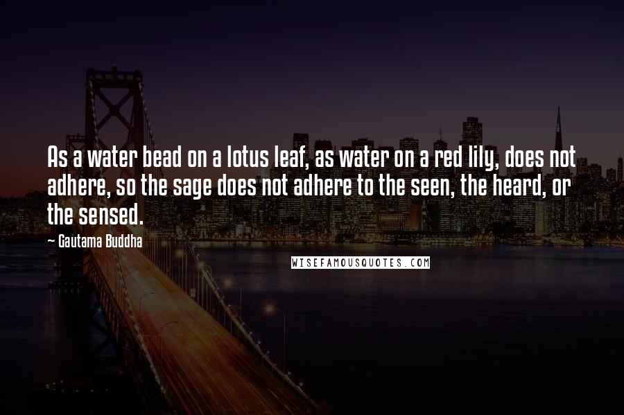 Gautama Buddha Quotes: As a water bead on a lotus leaf, as water on a red lily, does not adhere, so the sage does not adhere to the seen, the heard, or the sensed.