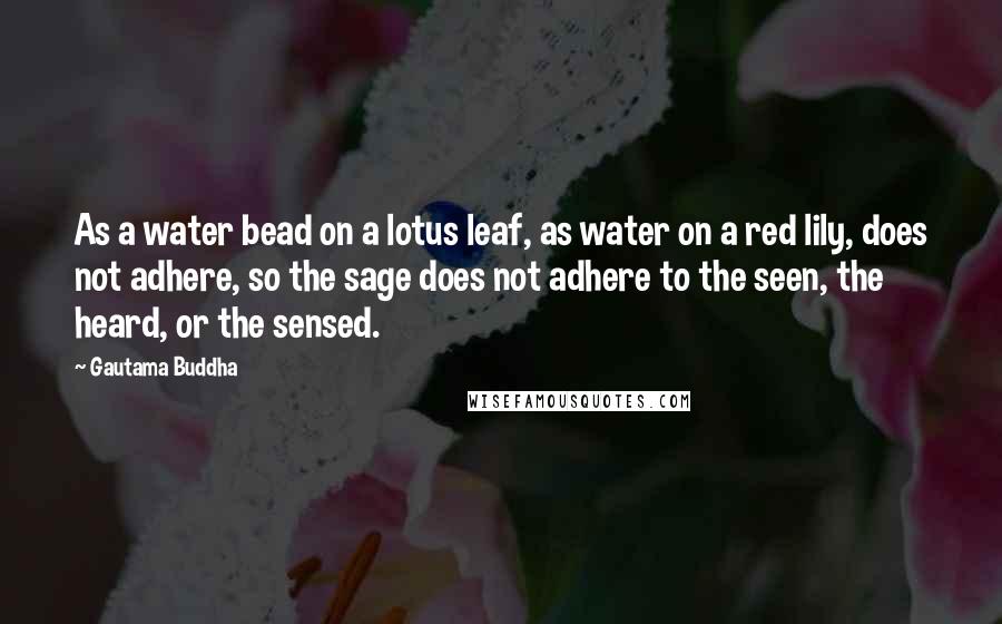 Gautama Buddha Quotes: As a water bead on a lotus leaf, as water on a red lily, does not adhere, so the sage does not adhere to the seen, the heard, or the sensed.