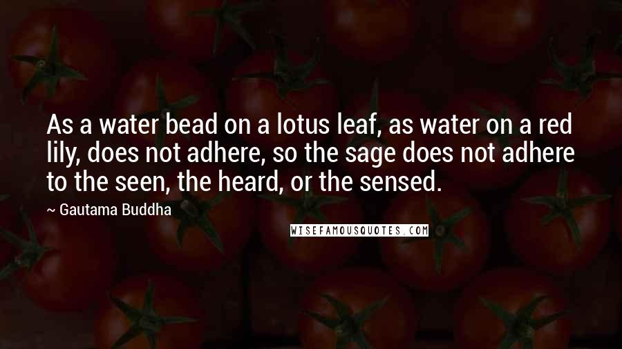 Gautama Buddha Quotes: As a water bead on a lotus leaf, as water on a red lily, does not adhere, so the sage does not adhere to the seen, the heard, or the sensed.