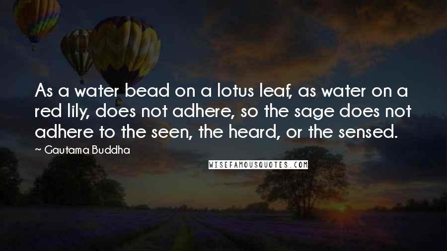 Gautama Buddha Quotes: As a water bead on a lotus leaf, as water on a red lily, does not adhere, so the sage does not adhere to the seen, the heard, or the sensed.