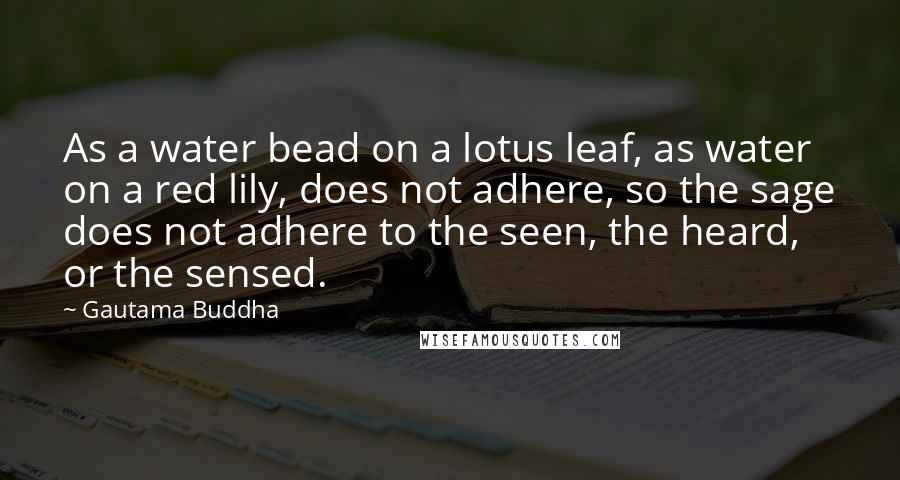 Gautama Buddha Quotes: As a water bead on a lotus leaf, as water on a red lily, does not adhere, so the sage does not adhere to the seen, the heard, or the sensed.