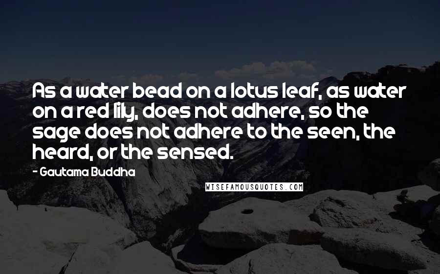 Gautama Buddha Quotes: As a water bead on a lotus leaf, as water on a red lily, does not adhere, so the sage does not adhere to the seen, the heard, or the sensed.