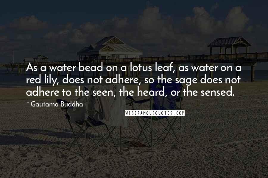 Gautama Buddha Quotes: As a water bead on a lotus leaf, as water on a red lily, does not adhere, so the sage does not adhere to the seen, the heard, or the sensed.