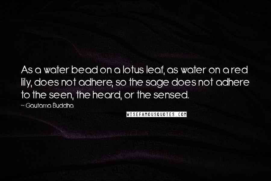 Gautama Buddha Quotes: As a water bead on a lotus leaf, as water on a red lily, does not adhere, so the sage does not adhere to the seen, the heard, or the sensed.