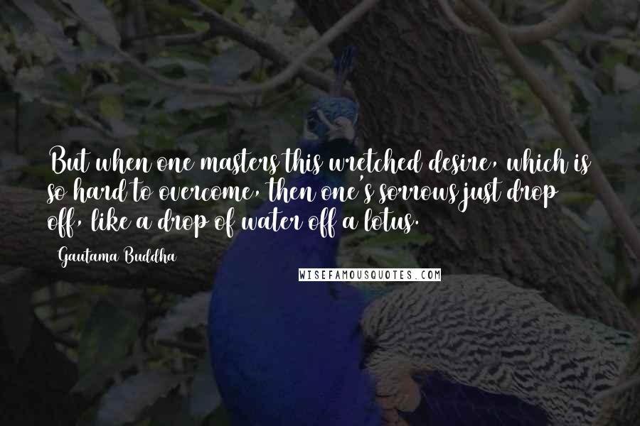 Gautama Buddha Quotes: But when one masters this wretched desire, which is so hard to overcome, then one's sorrows just drop off, like a drop of water off a lotus.