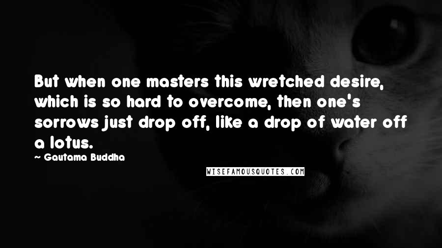 Gautama Buddha Quotes: But when one masters this wretched desire, which is so hard to overcome, then one's sorrows just drop off, like a drop of water off a lotus.