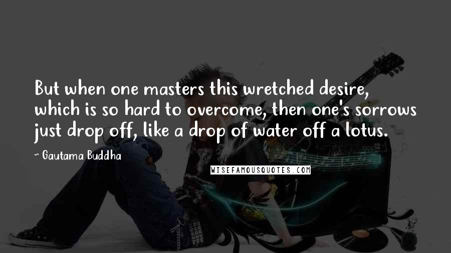 Gautama Buddha Quotes: But when one masters this wretched desire, which is so hard to overcome, then one's sorrows just drop off, like a drop of water off a lotus.