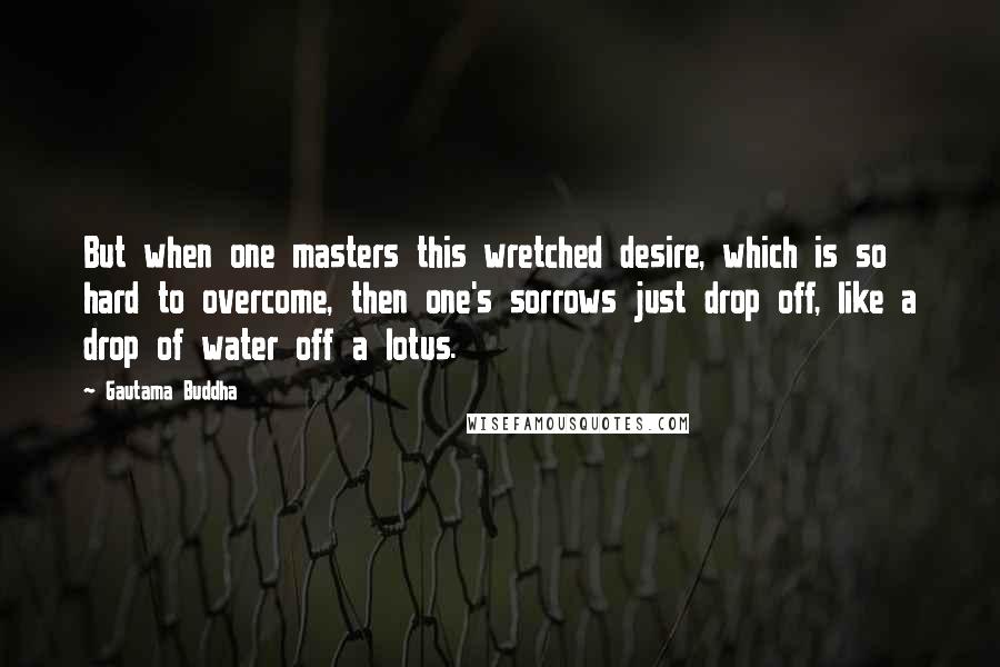 Gautama Buddha Quotes: But when one masters this wretched desire, which is so hard to overcome, then one's sorrows just drop off, like a drop of water off a lotus.