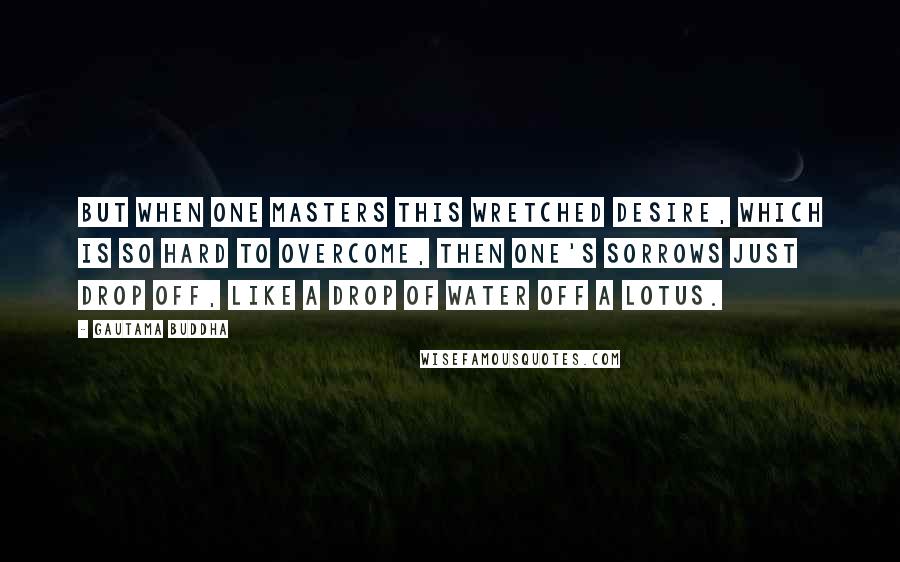 Gautama Buddha Quotes: But when one masters this wretched desire, which is so hard to overcome, then one's sorrows just drop off, like a drop of water off a lotus.