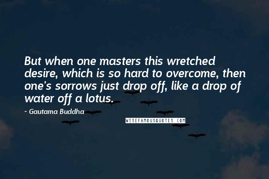 Gautama Buddha Quotes: But when one masters this wretched desire, which is so hard to overcome, then one's sorrows just drop off, like a drop of water off a lotus.