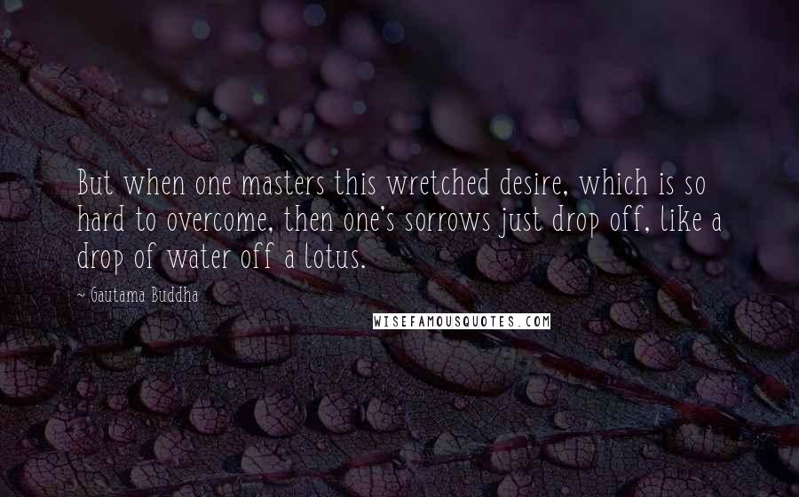 Gautama Buddha Quotes: But when one masters this wretched desire, which is so hard to overcome, then one's sorrows just drop off, like a drop of water off a lotus.