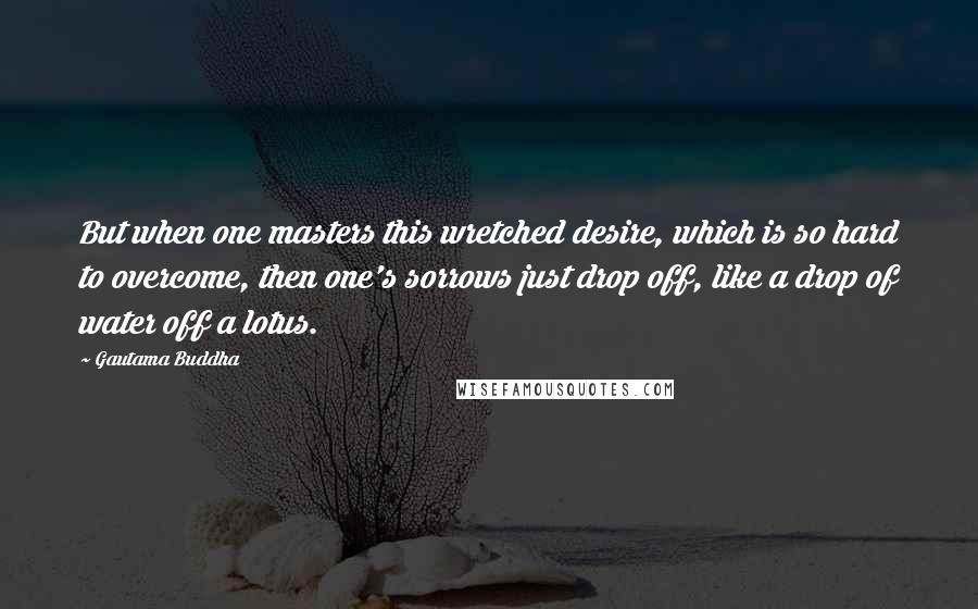 Gautama Buddha Quotes: But when one masters this wretched desire, which is so hard to overcome, then one's sorrows just drop off, like a drop of water off a lotus.