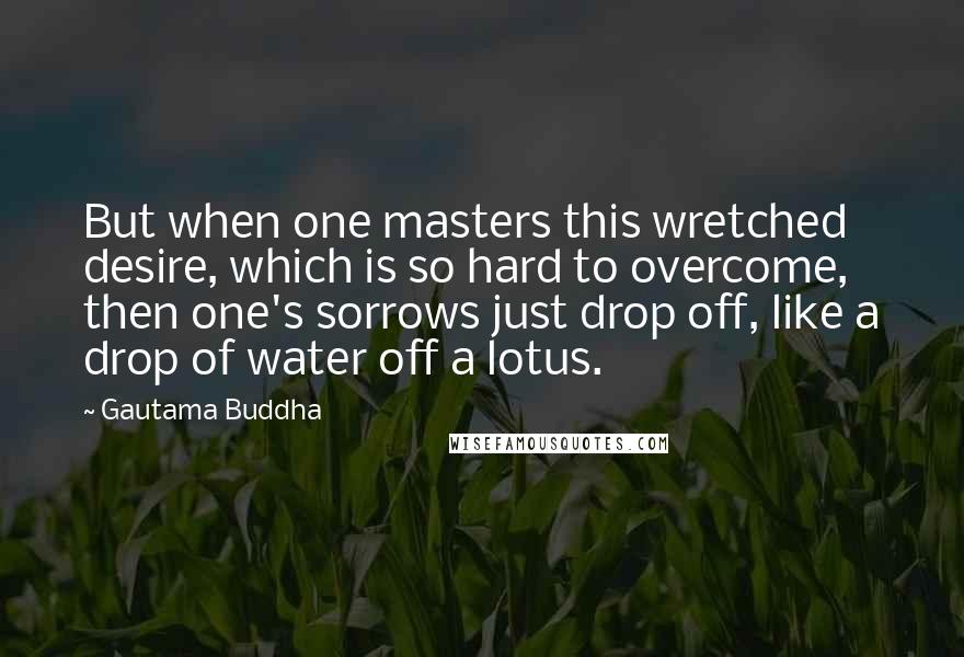 Gautama Buddha Quotes: But when one masters this wretched desire, which is so hard to overcome, then one's sorrows just drop off, like a drop of water off a lotus.