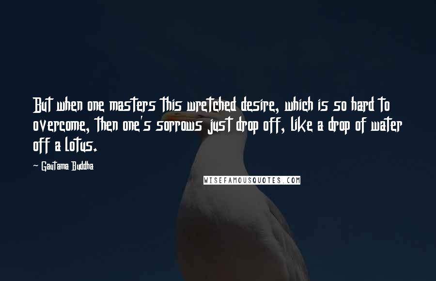 Gautama Buddha Quotes: But when one masters this wretched desire, which is so hard to overcome, then one's sorrows just drop off, like a drop of water off a lotus.