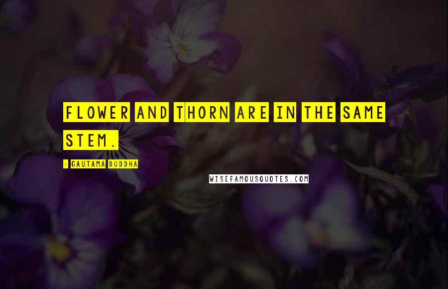 Gautama Buddha Quotes: Flower and thorn are in the same stem.