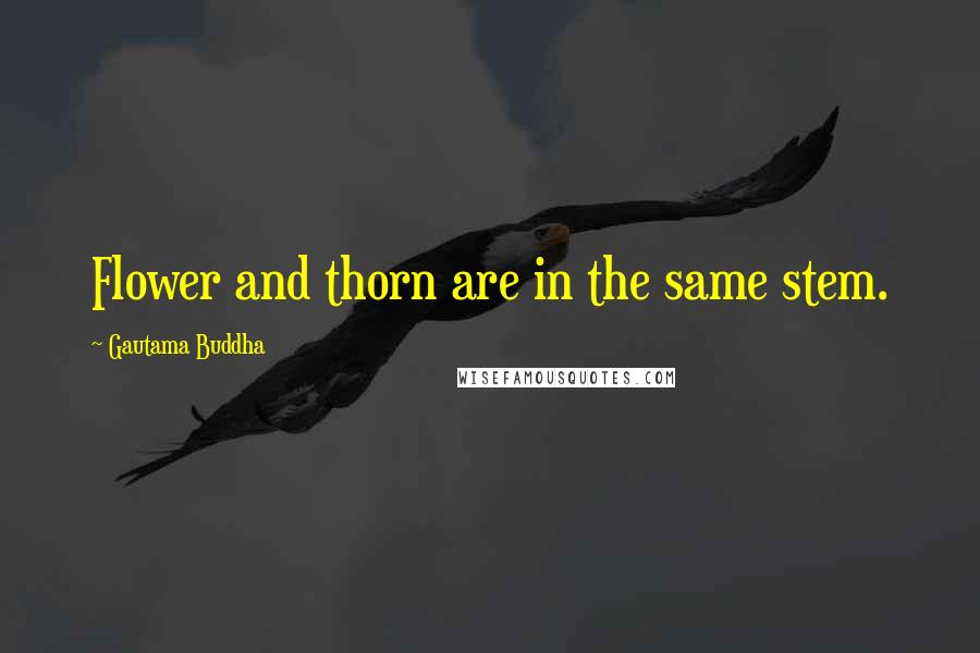 Gautama Buddha Quotes: Flower and thorn are in the same stem.