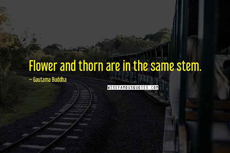 Gautama Buddha Quotes: Flower and thorn are in the same stem.