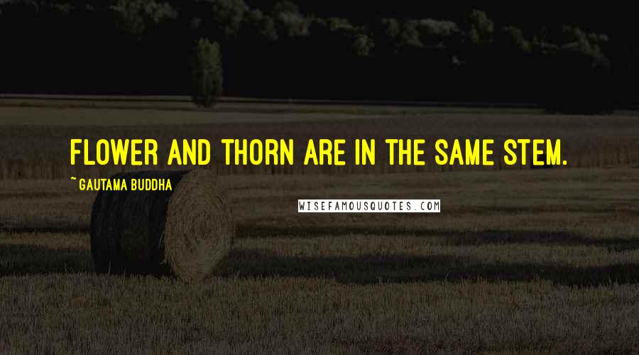 Gautama Buddha Quotes: Flower and thorn are in the same stem.