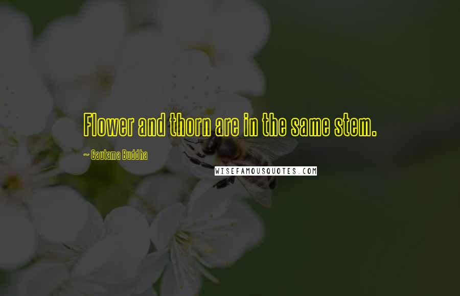 Gautama Buddha Quotes: Flower and thorn are in the same stem.