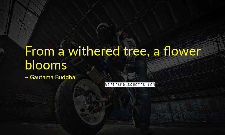 Gautama Buddha Quotes: From a withered tree, a flower blooms