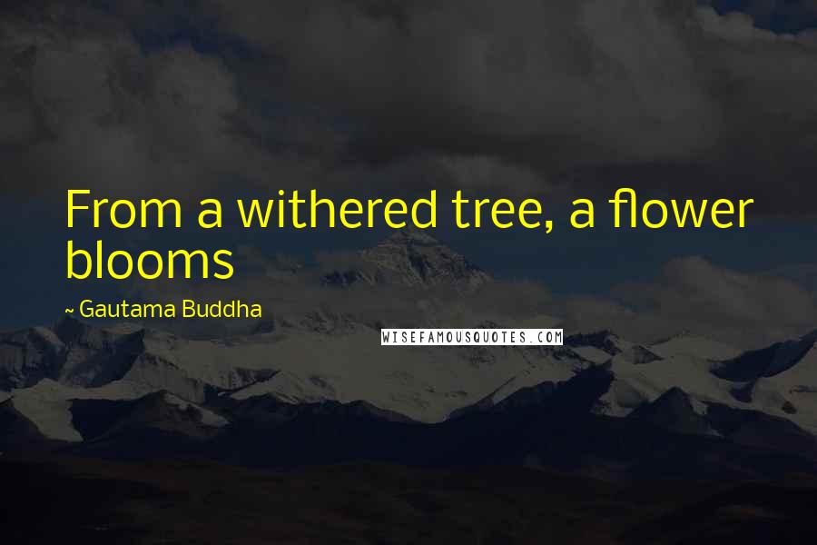 Gautama Buddha Quotes: From a withered tree, a flower blooms