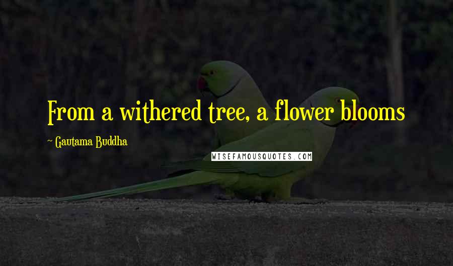 Gautama Buddha Quotes: From a withered tree, a flower blooms