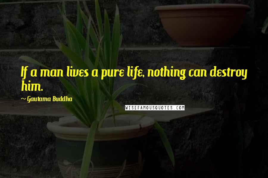 Gautama Buddha Quotes: If a man lives a pure life, nothing can destroy him.