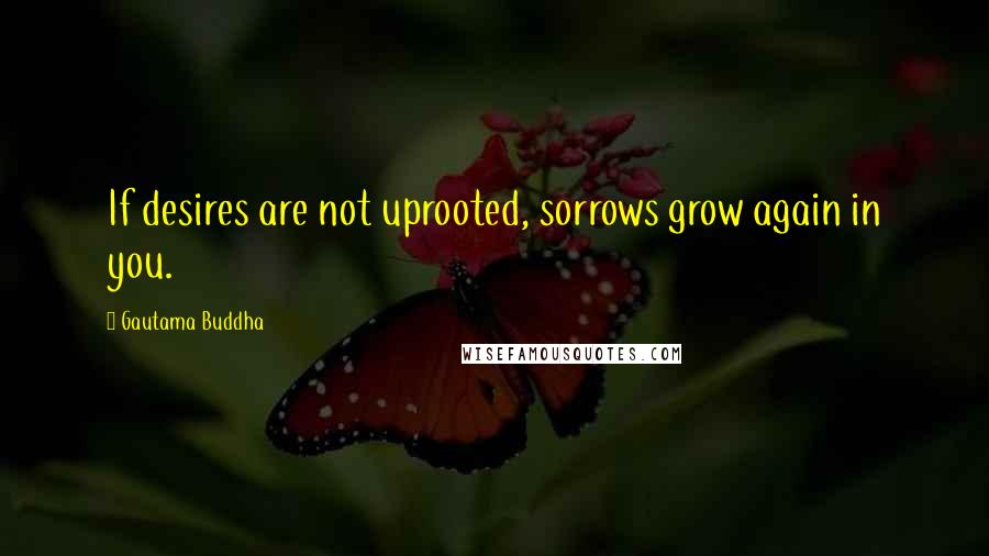 Gautama Buddha Quotes: If desires are not uprooted, sorrows grow again in you.