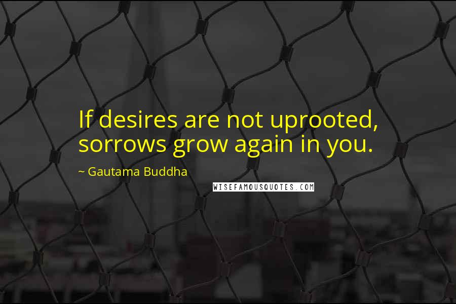Gautama Buddha Quotes: If desires are not uprooted, sorrows grow again in you.