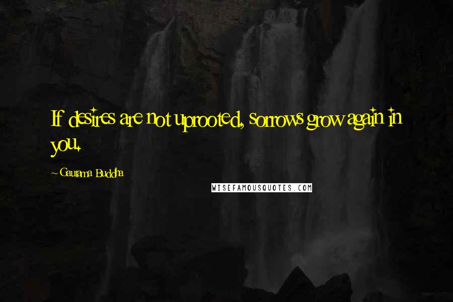 Gautama Buddha Quotes: If desires are not uprooted, sorrows grow again in you.