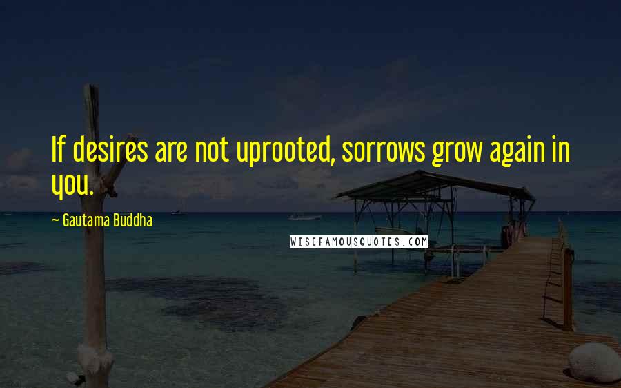 Gautama Buddha Quotes: If desires are not uprooted, sorrows grow again in you.