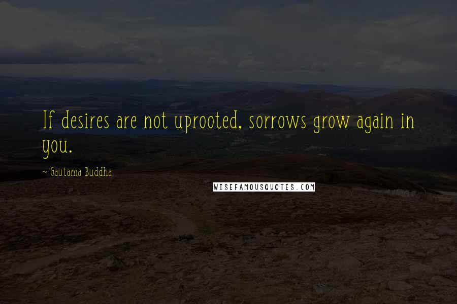 Gautama Buddha Quotes: If desires are not uprooted, sorrows grow again in you.